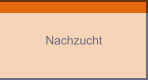 Nachzucht