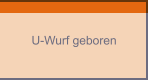 U-Wurf geboren
