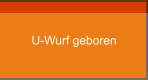 U-Wurf geboren